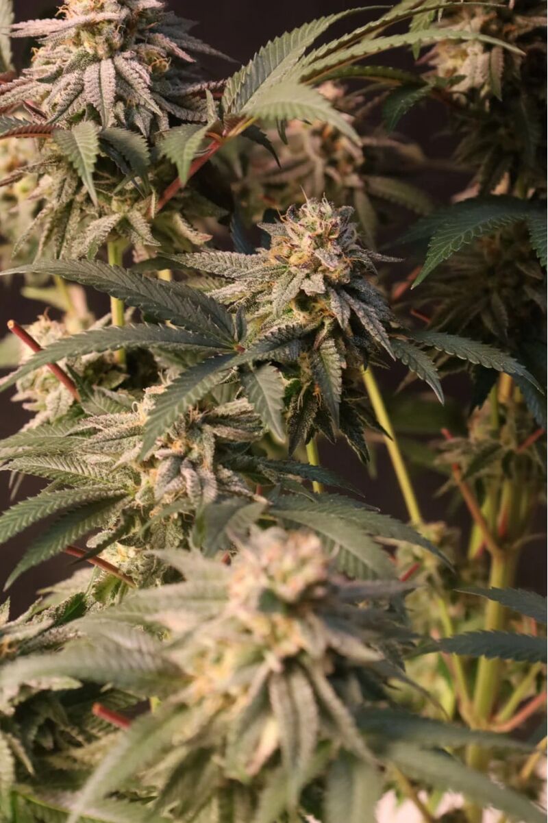 Lemon Cherry Runtz, Фасовка: 1, изображение 6